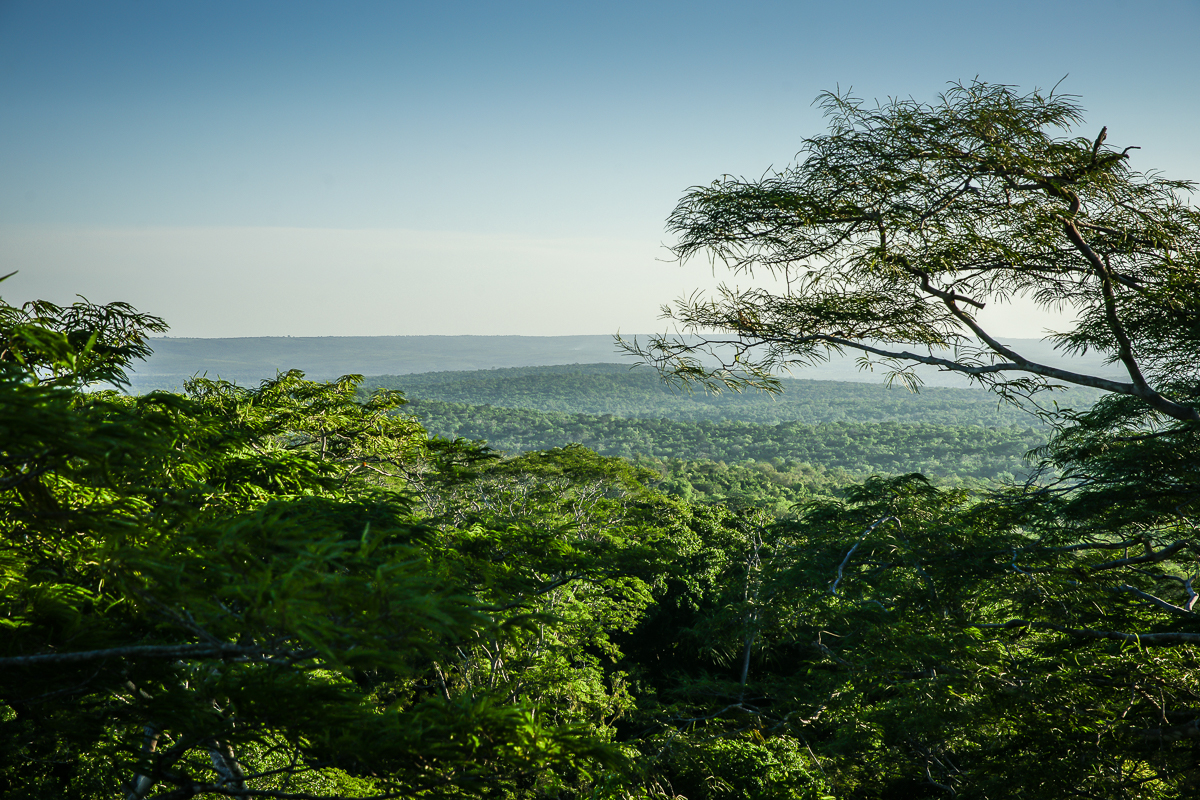 Gongo Forest