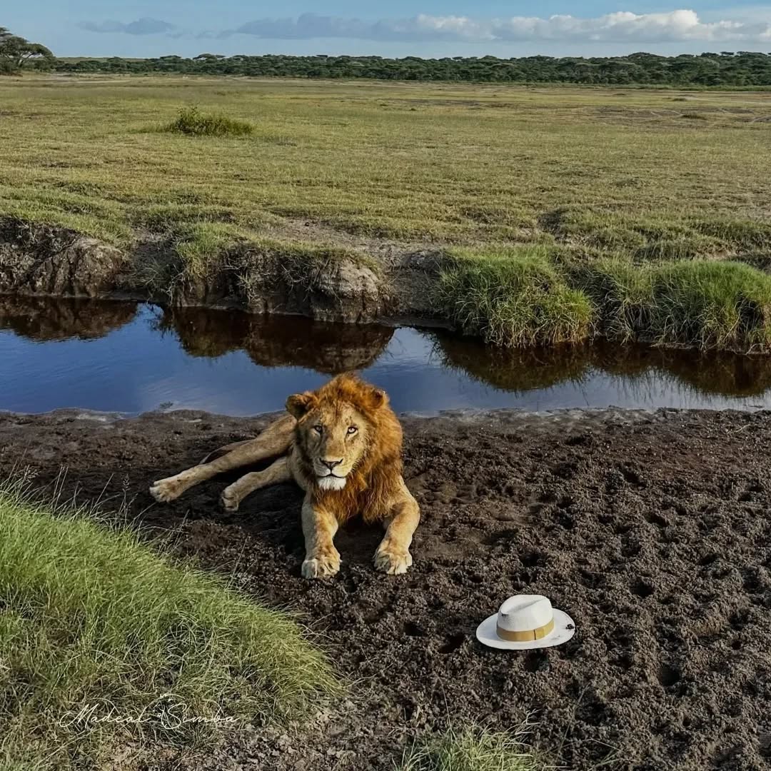 Mikumi National Park