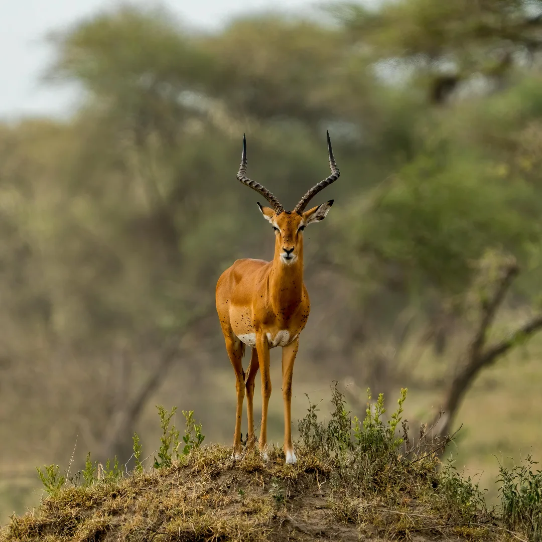 Saadani National Park