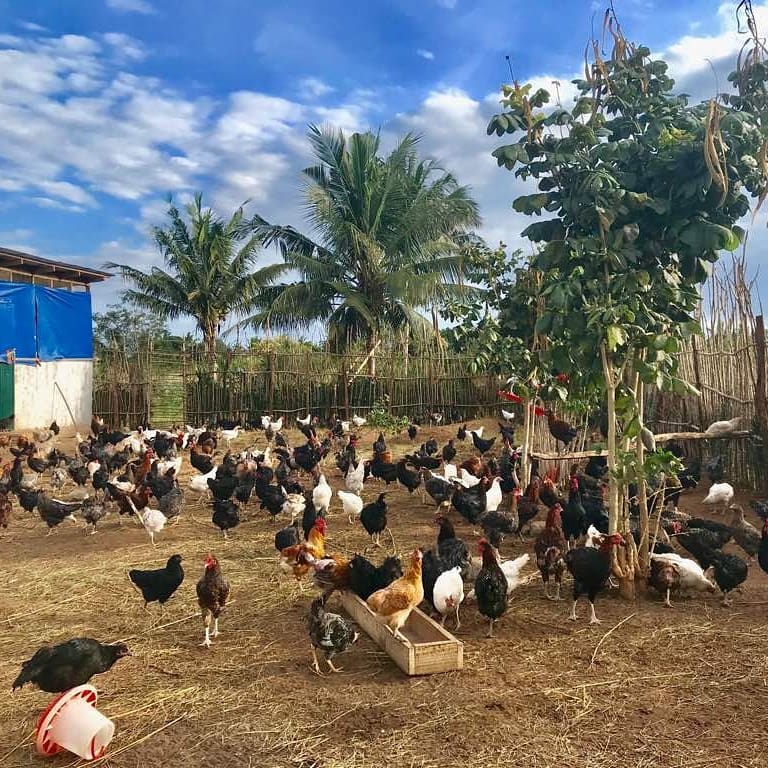 Wakuza Farming Collective